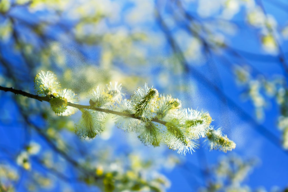 pollen count of the willow catkin, flowering tree branch in spring with pollen